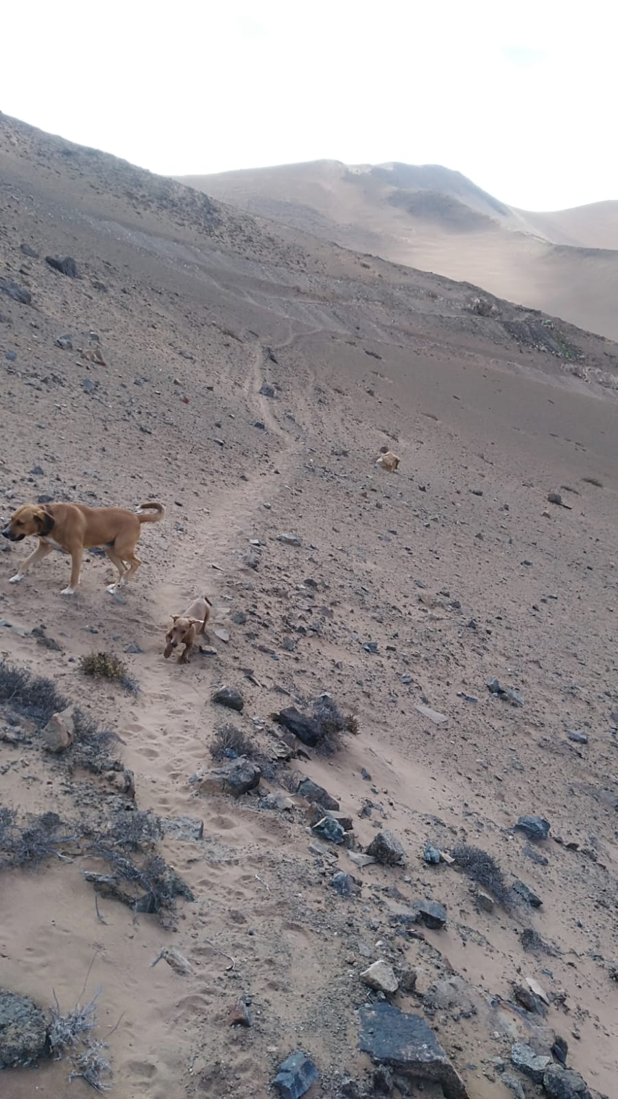 MINA LA PROBLEMA  DEL 1 AL 10.-