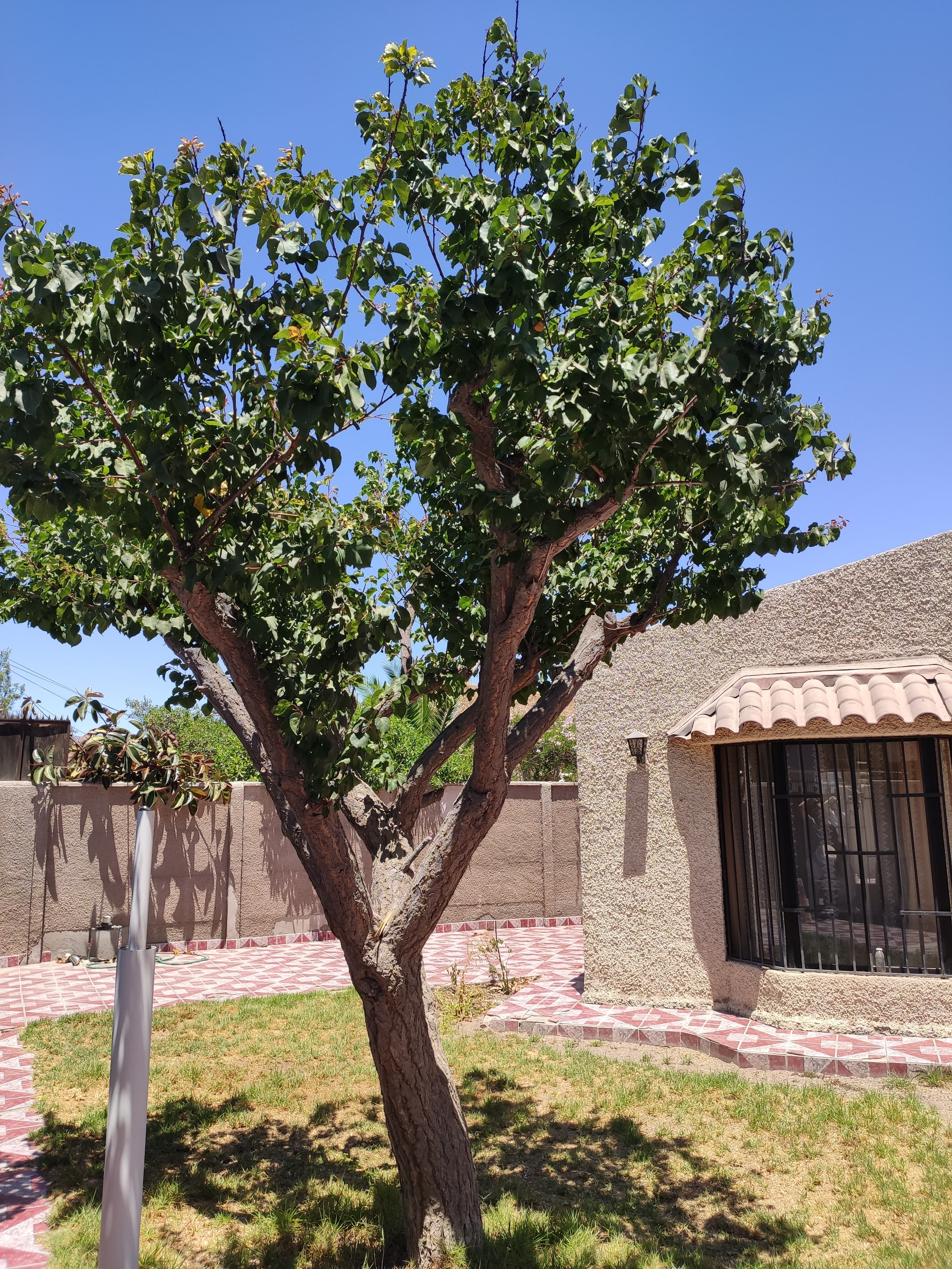 VILLA FIORENTINA - COPIAPO.-