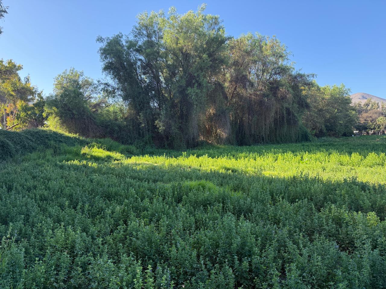 GRAN Y ESPECTACULAR TERRENO AV. COPAYAPU/RAFAEL ZORRAINDO.-