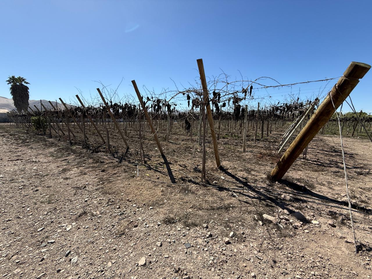 SECTOR NORTE / GRAN PARCELA AGROINDUSTRIAL .- 30.000 MTS.2