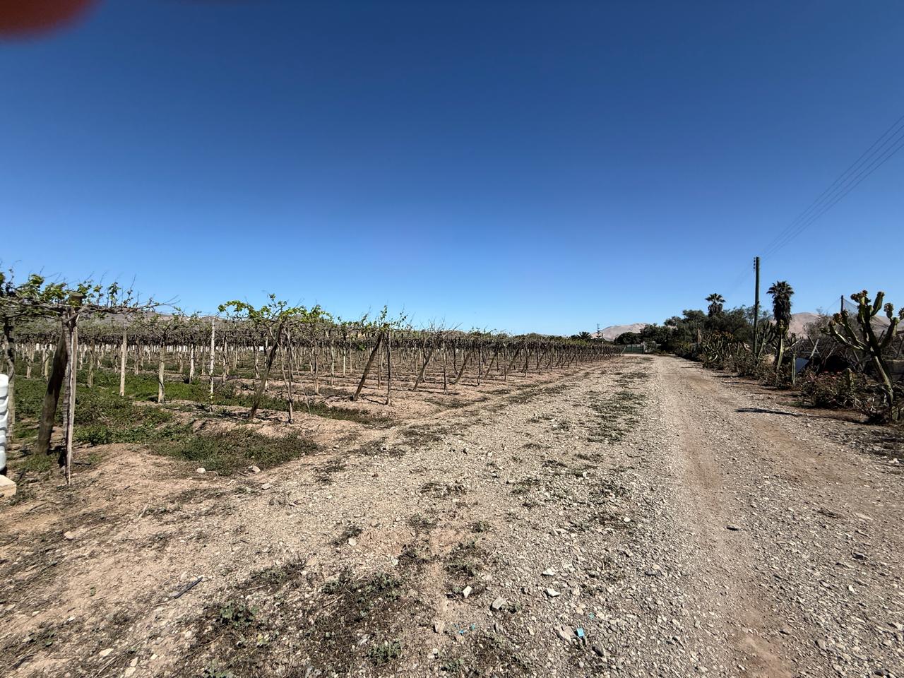 SECTOR NORTE / GRAN PARCELA AGROINDUSTRIAL .- 30.000 MTS.2
