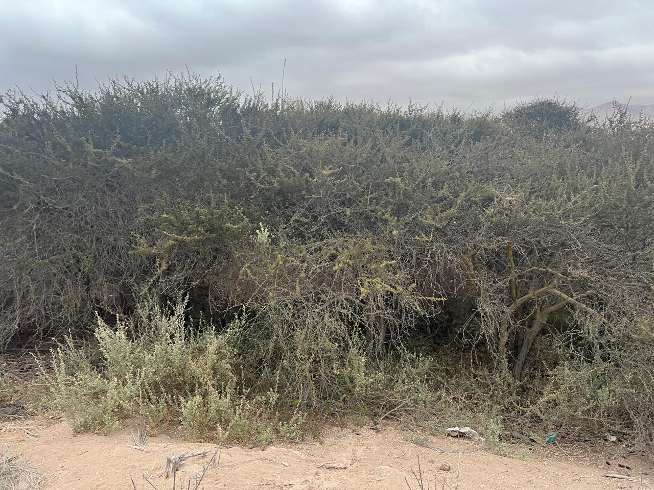 EXCELENTE PARCELA - VALLE FERTIL - A 5 MIN DE CARRETERA.-1/2 Ha.